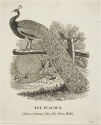 Peacock