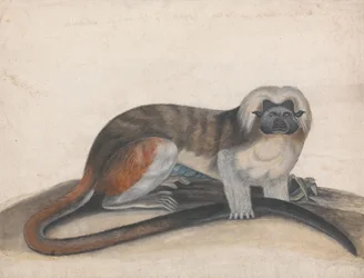 Study for "The Pinché or Red-tailed Monkey" (formerly the Cotton-head Marmoset)