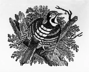 The Barred Woodpecker, illustration from 