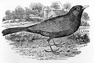 The Blackbird, Illustration from 