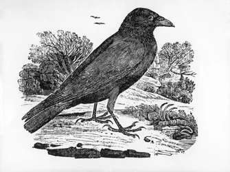 The Carrion Crow, illustration from 