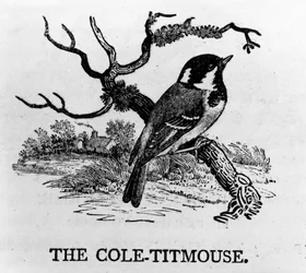 The Cole-Titmouse
