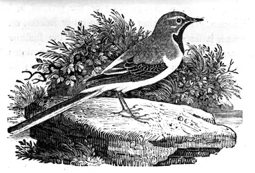 The Grey Wagtail, illustration from 