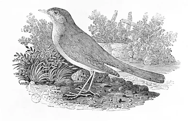 The Nightingale (Luscinia megarhynchos) from the 