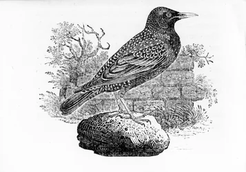 The Starling, illustration from 