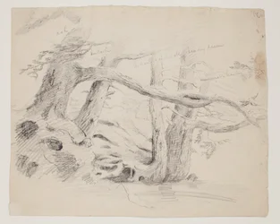 Oak and Hemlock Trees