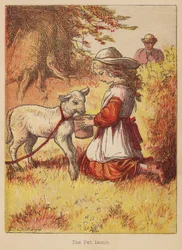 The Pet Lamb