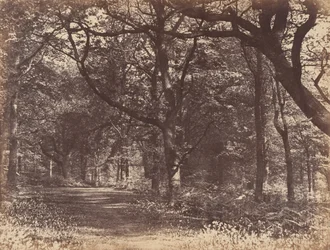 Wood-scene, Norton, Cheshire