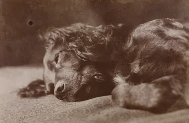 Boyce, Portrait of a Setter Dog