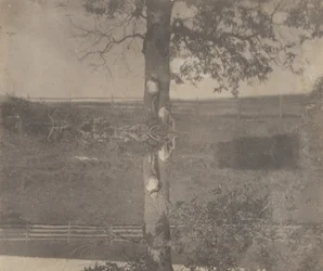 Crowell Children at Avondale, Pennsylvania