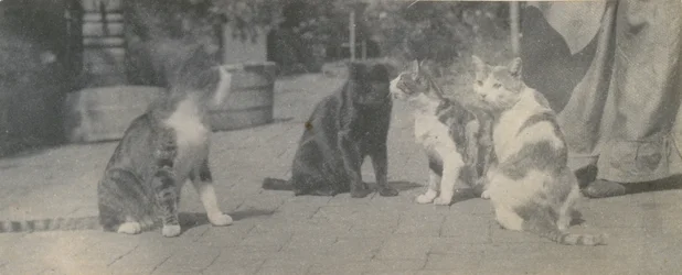 Four Cats, ca. 1895
