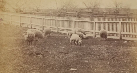 Sheep in a Pasture on the Farm at Avondale, PA