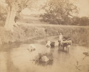 Three Children and a Dog Playing in the Creek