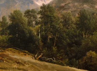Forest in Romsdal