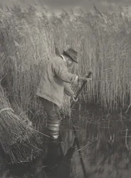 A Reed-Cutter at Work, 1886
