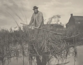 Cutting the Gladdon, 1886