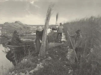 During the Reed-Harvest, 1886