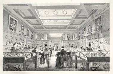 British Museum, Zoological Gallery, from 