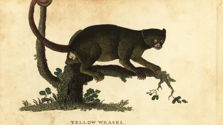 Kinkajou, Potos flavus, 1800