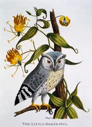 Little Horned Owl, from 