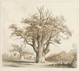 Teddesley Hall - Oak Trees (pencil and wash drawing, Nov 1842)