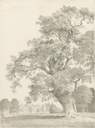 Tixall - Oak Tree