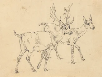 Album Drawing