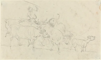Cattle