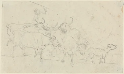 Cattle