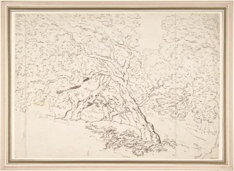Study of Trees