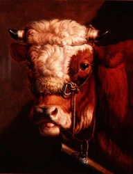 Portrait of a Bull