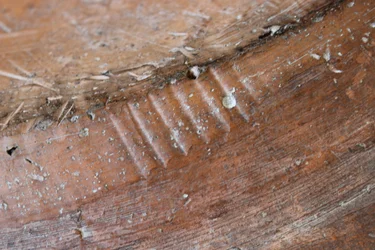 Detail of the reverse of an Adam and Eve slipware dish, North Staffordshire