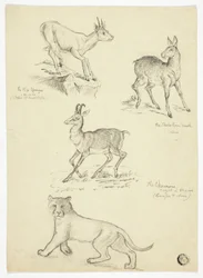 Chamois, Musk, Klipbok and Lion