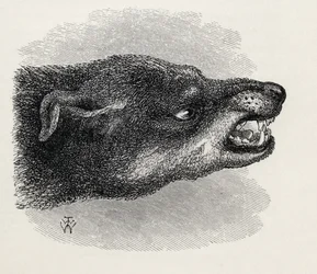 Head of Snarling Dog, from Charles Darwin