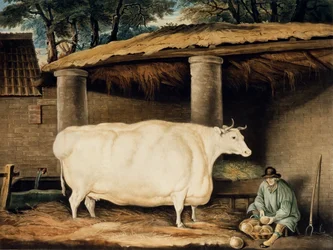 A Short Horned Heifer, Engraved by William Ward, Dartington