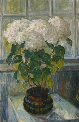Hydrangea