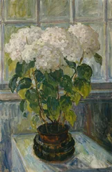 Hydrangea