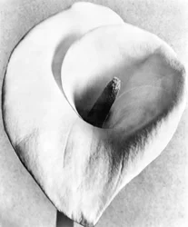 Calla Lily, Mexico City