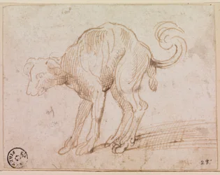 Detail of a dog crossing the Red Sea