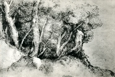 Forest Landscape