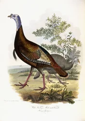 Wild Turkey, Male and Female, 1808-1814