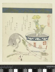 Rat and bowl with Adonis