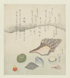 Reflecting Shell, Ivory Shell, and Triton Shell (series title: A Series of Shells)