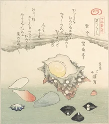 Top-Shell and Various Shells