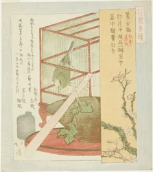 Warbler in a Cage, from the series 
