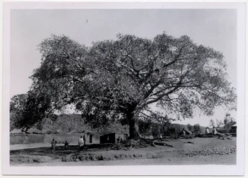 Tree with Broad Spreading Canopy in Front of Village Wall, Axum, Ethiopia