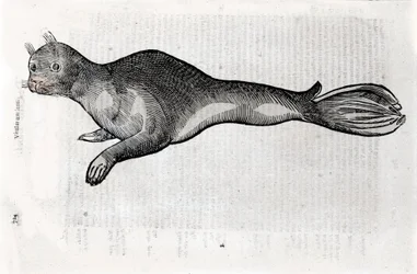Representation of a seal Plate illustrated from a manuscript of Natural History by Ulisse Aldrovandi (1522-1605), Ulisse Aldrovandi fonds, University Library of Bologna, ed. 1603.