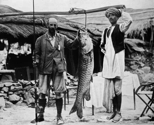 59 lb Mahseer, Caught by Capt. H. B. D. Campbell, R.E., in the Upper Ganges