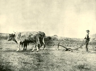 A Bullock Plough Team, 1901