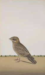 A Common Indian Nightjar Caprimulgus Asiaticus